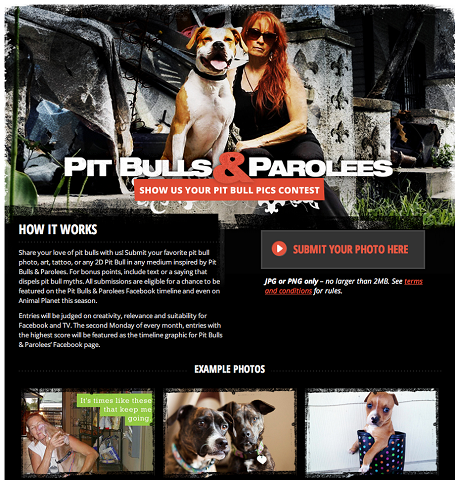 jb-pitbulls-photo-contest